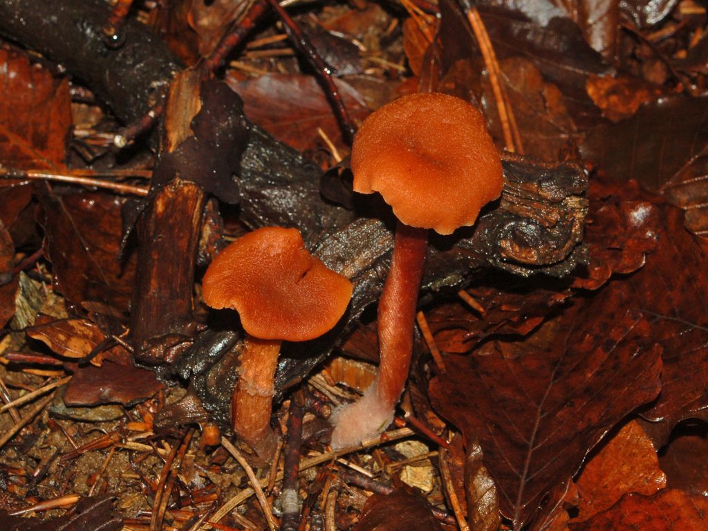 Dei piccoli funghi rossastri (cfr. Laccaria sp.)